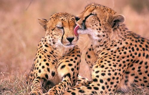 8 Days Tanzania Safari - Cheetah