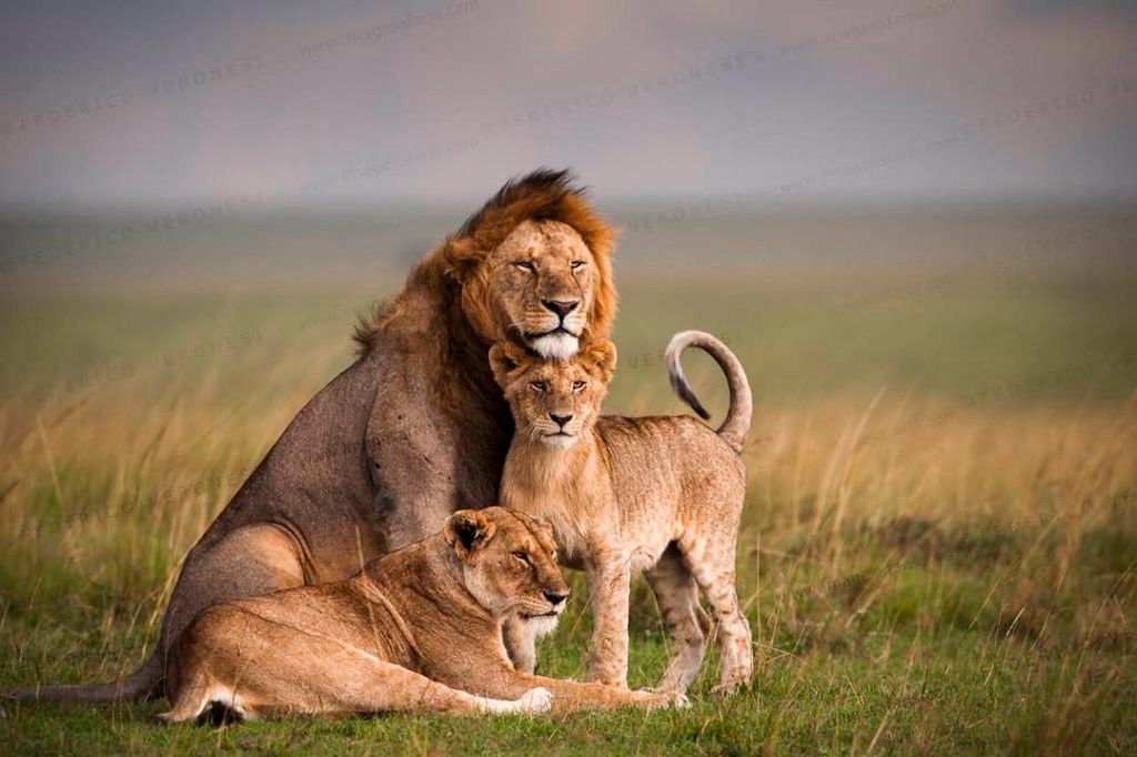 Lion family posing in open plains in Masai Mara NR