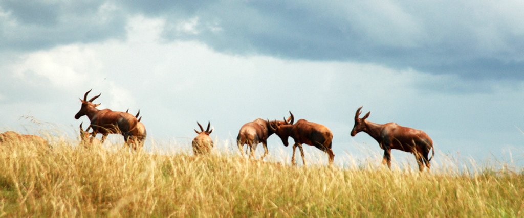 Akagera National Park - Jewel Safaris