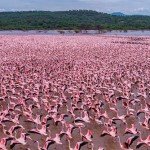 flamingos at lake bogaria