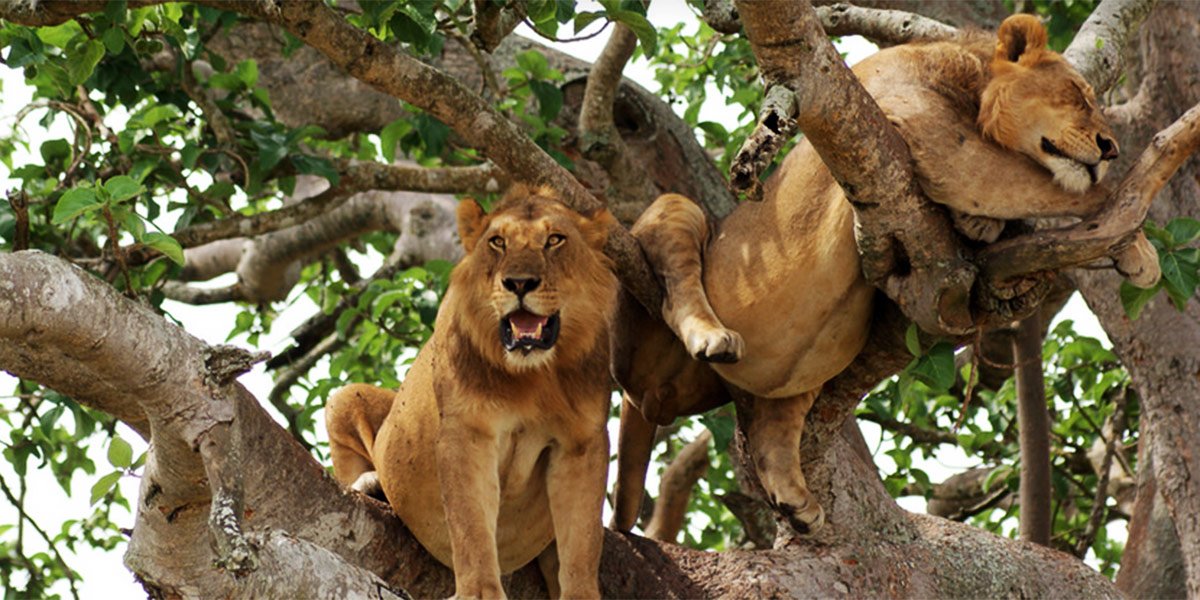 Lion tracking experiential tourism