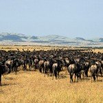 widabeest grazing at serengeti national park