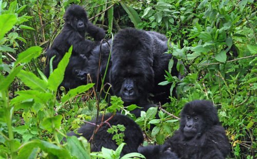 Rwanda Gorilla tours in Virunga National Park