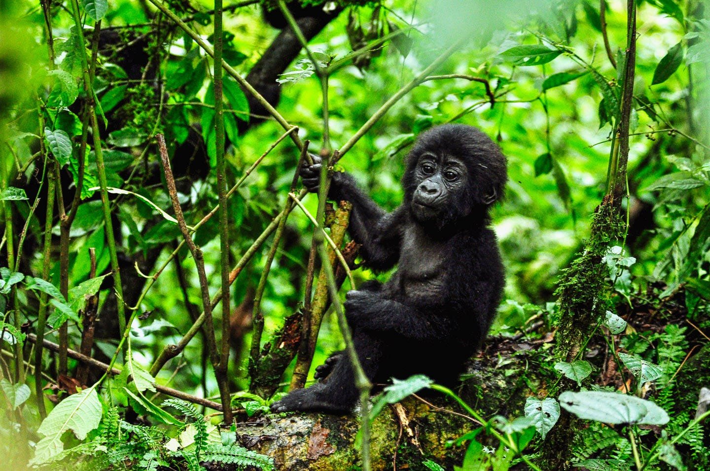 Congo Gorilla tours
