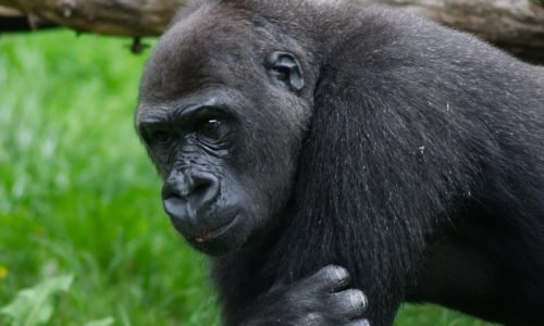 Rwanda Gorilla trekking tours