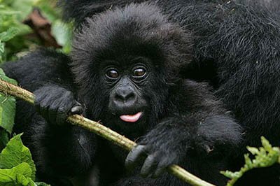 baby_gorilla_in_rwanda tour