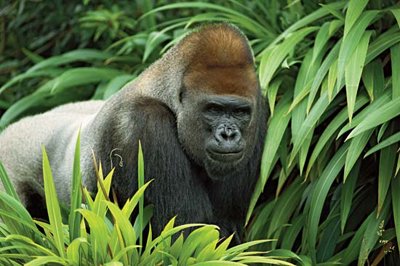 Lowland Gorilla (Gorilla congo tours), male portrait, native to Africa