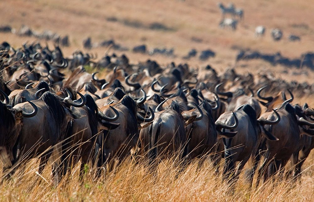 Maasai Mara National Park Kenya Safari
