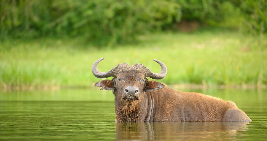 Wildlife Photo of African Water Buffalo - Kazinga Channel - Quee