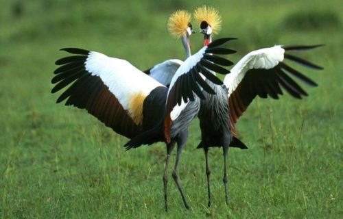 Birding Safari - Uganda