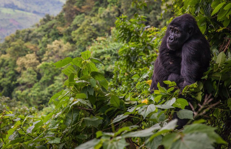 Bwindi Impenetrable national park - Uganda's National Parks