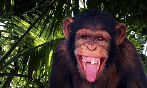 Chimpanzee-Kibale Forest National Park tours in Uganda