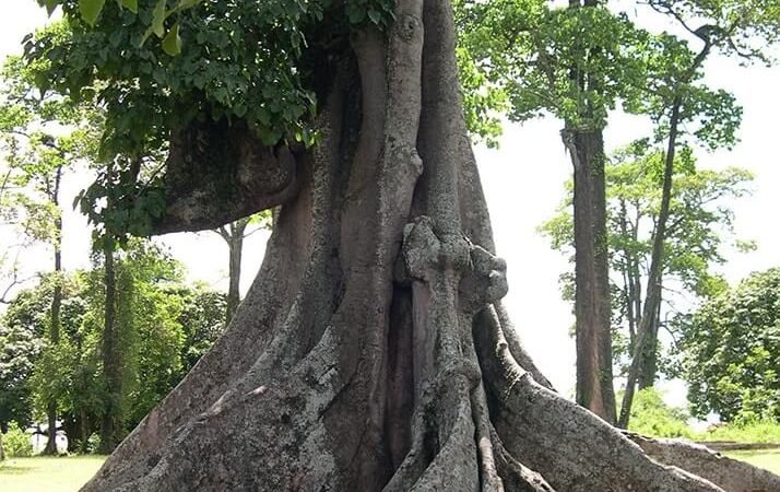 Nakayima Tree-Cultural Sites