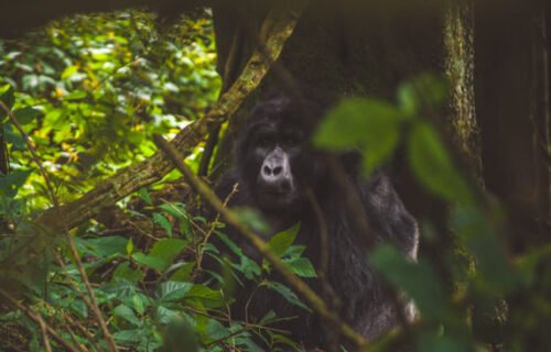 Bwindi Impenetrable Forest National Park - Uganda Gorilla tours