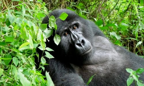 Gorilla Trekking- Gorilla Tracking tours Congo