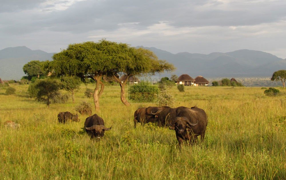 Wildlife in Kidepo Valley National Park