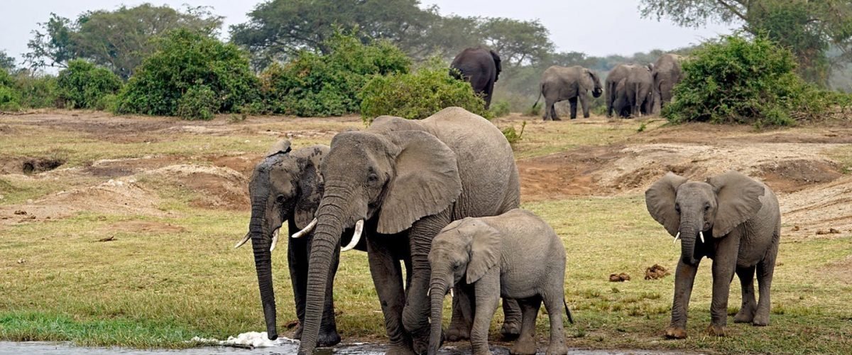 Big Five on An African Safari