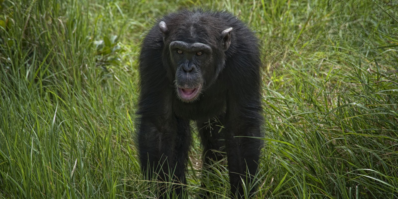 Ol Pejeta Chimpanzee Sanctuary