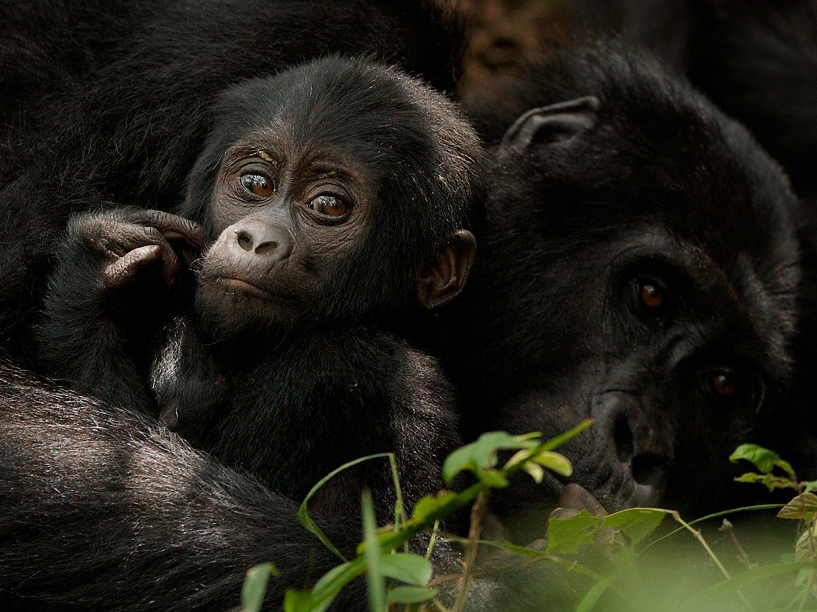 Congo Gorilla Tours - Congo Gorilla trekking Safaris Gorilla Congo tours