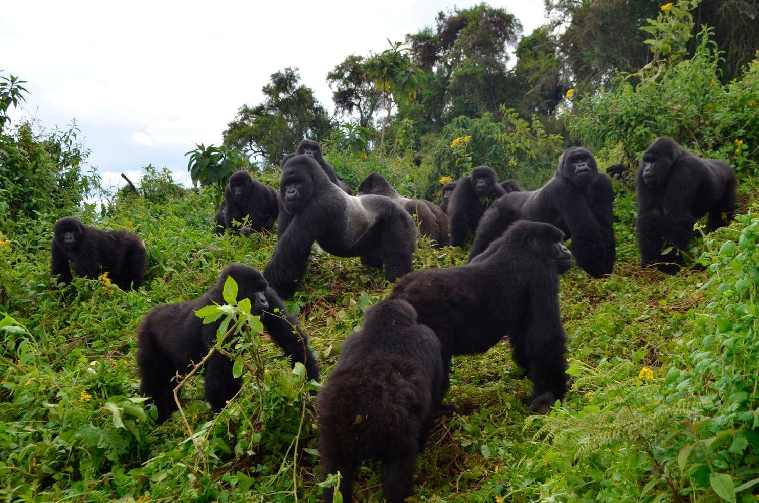 Uganda Gorilla Families