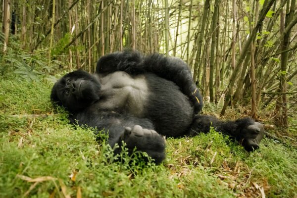 Gorilla Safaris in Uganda