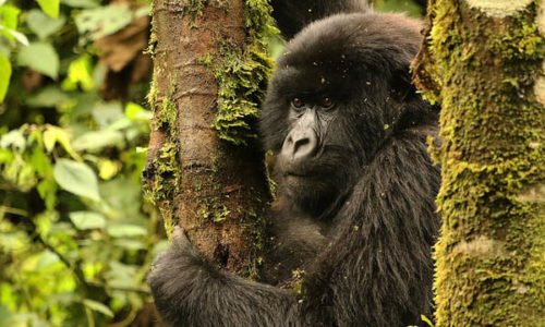 Congo Gorilla tours