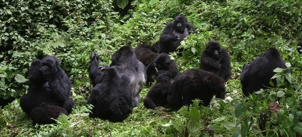 Leadership in the Gorilla Families
