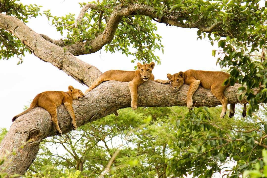 Lion tracking in Uganda