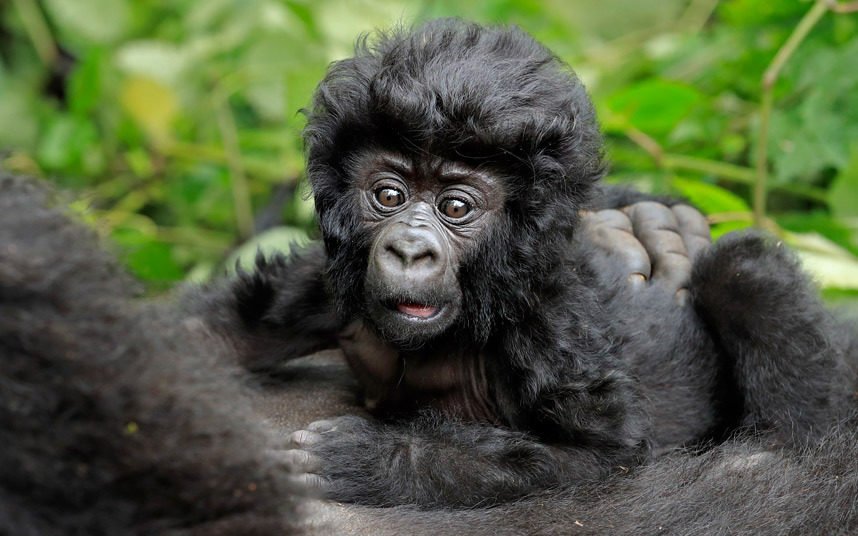 Bwindi Gorilla Trekking in Uganda