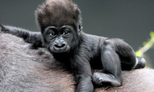 young gorillas in congo