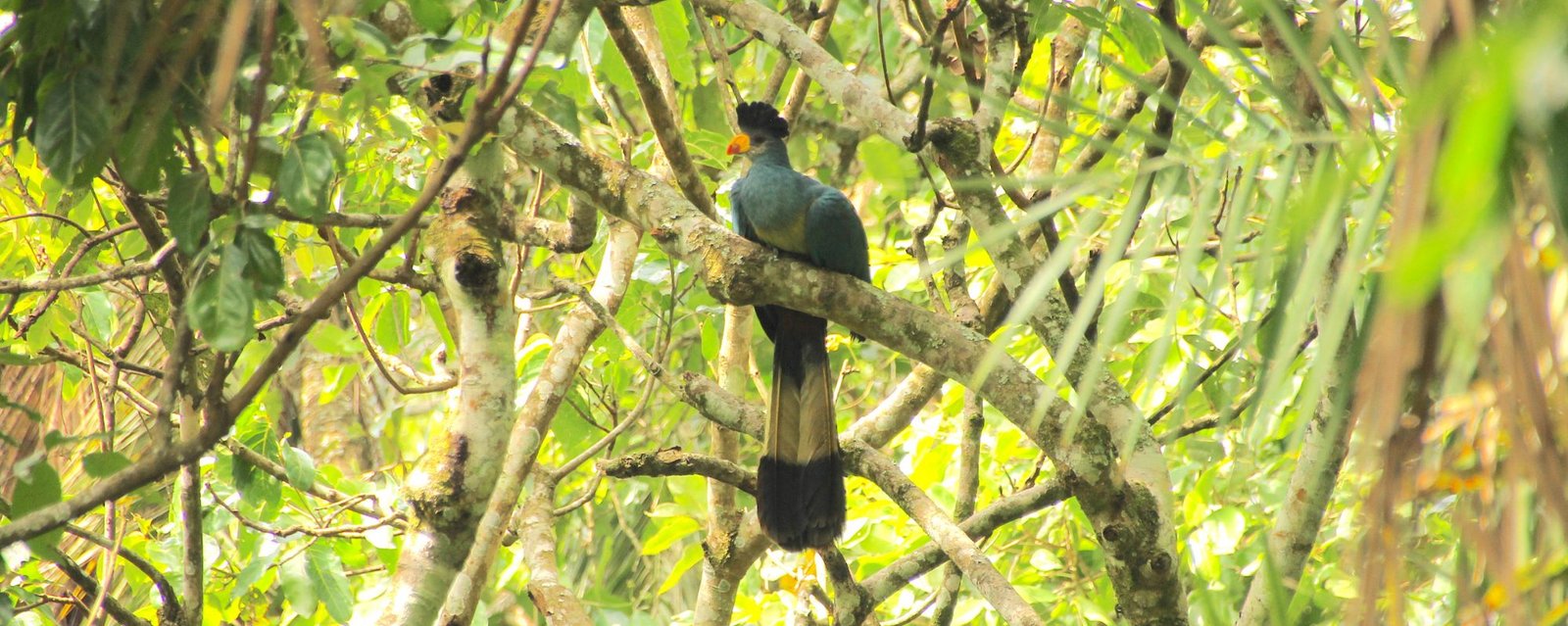 Birding in Semuliki National Park