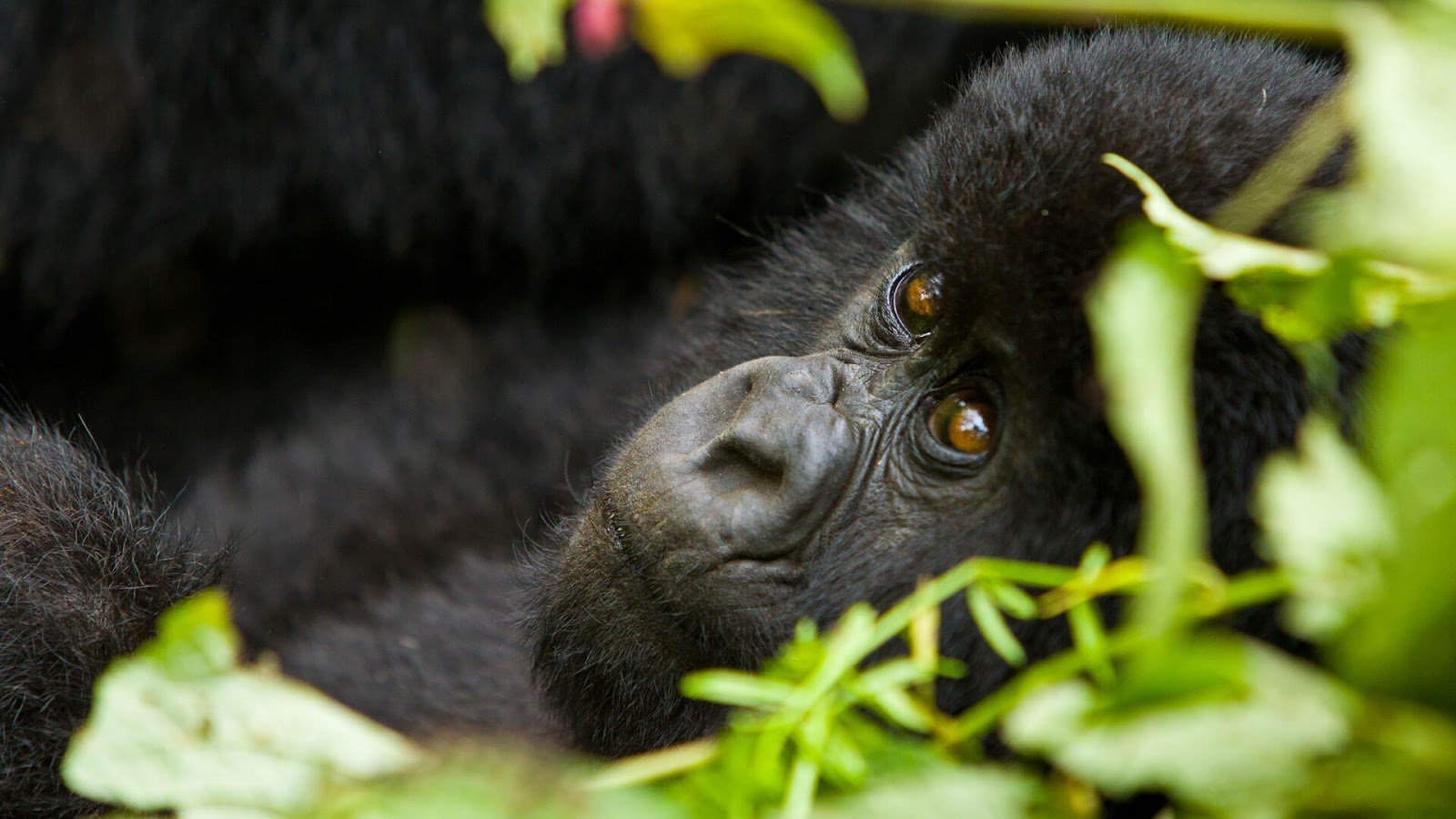 Nkuringo - Gorilla Trekking Uganda