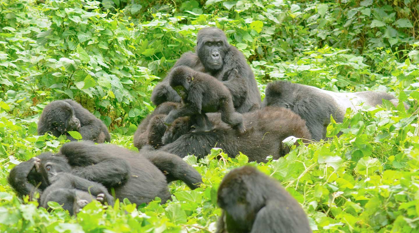 Nkuringo sector of Bwindi Impenetrable National Park