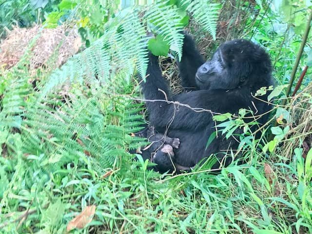 New Born in Mubare Gorilla Family