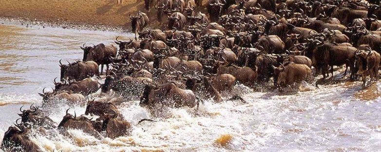 Masai Mara Wildebeest Migration Kenya