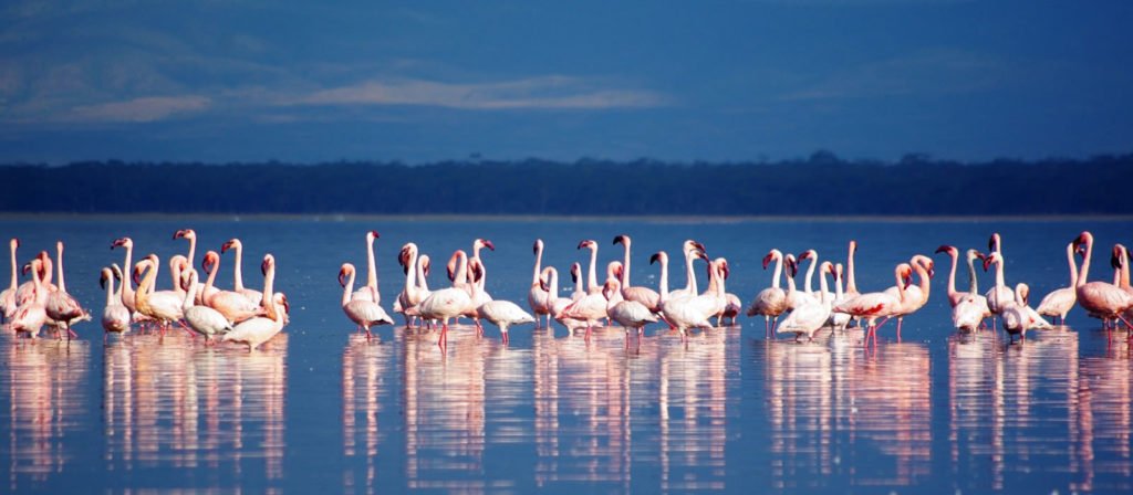 flamingos in Nakuru