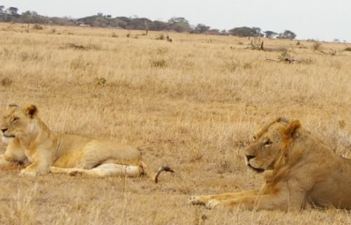 Tsavo East National Park -Kenya Safaris