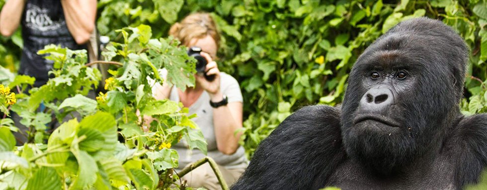 Best time to go Gorilla Trekking Uganda
