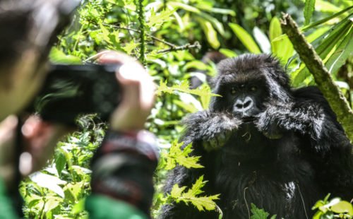Rwanda Gorilla Safaris tours