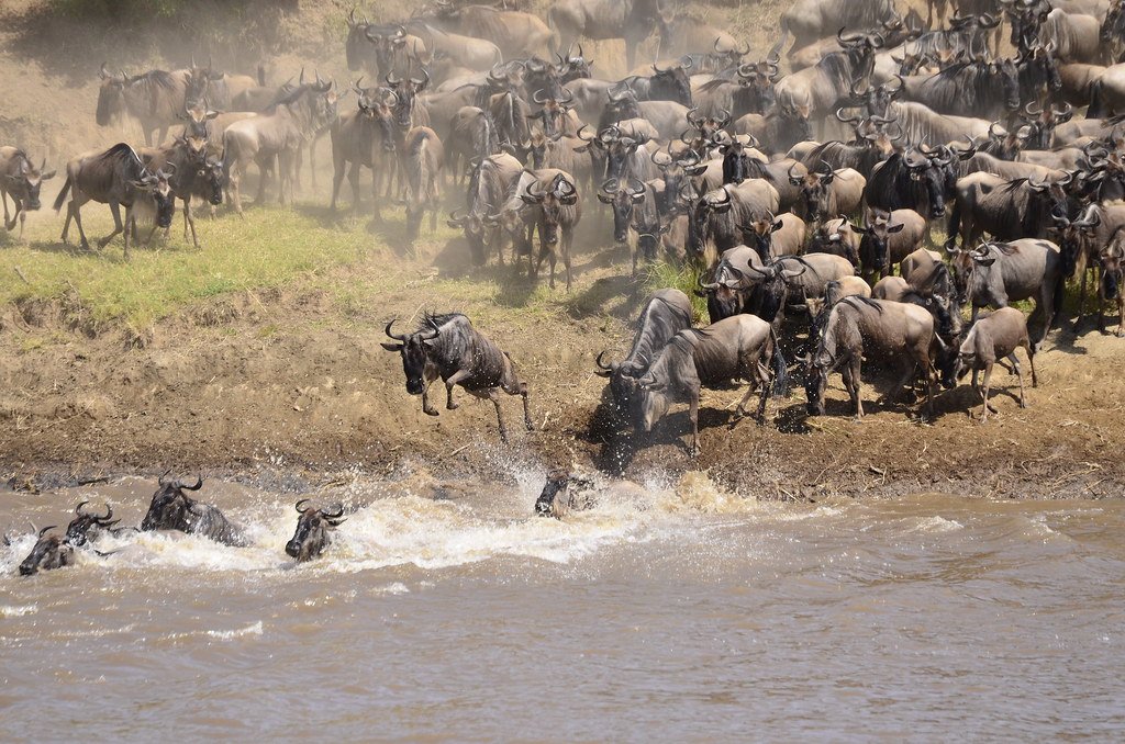 wildebeest crossing the Mara river