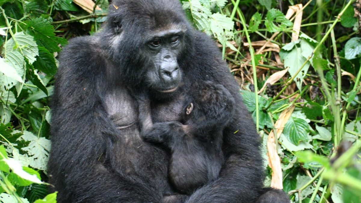 Gorilla ‘Baby Boom’ in Bwindi Impenetrable National Park Uganda 