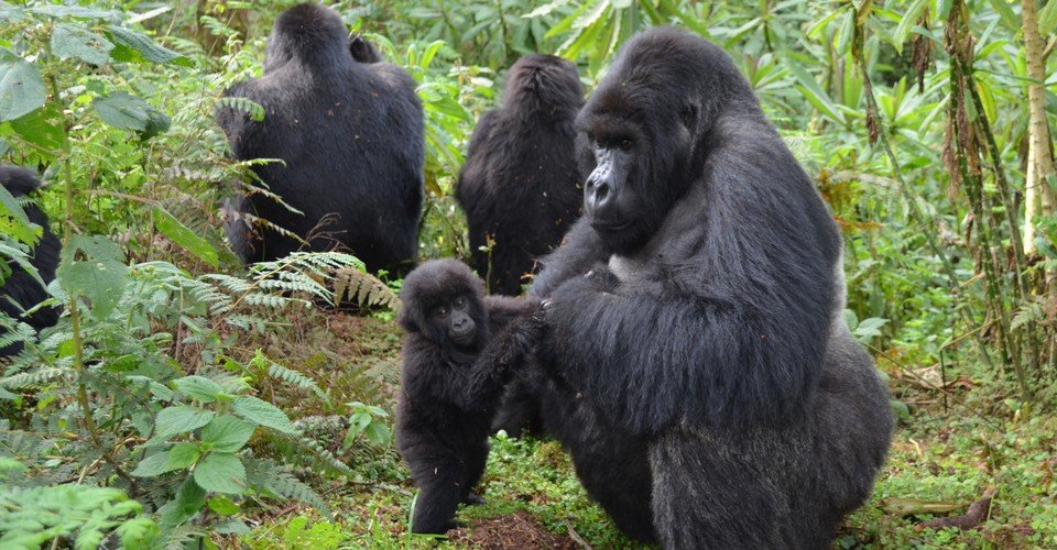Rwanda gorilla trekking in 2021