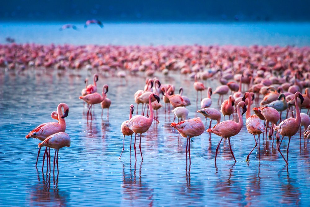 lake Nakuru flamingos