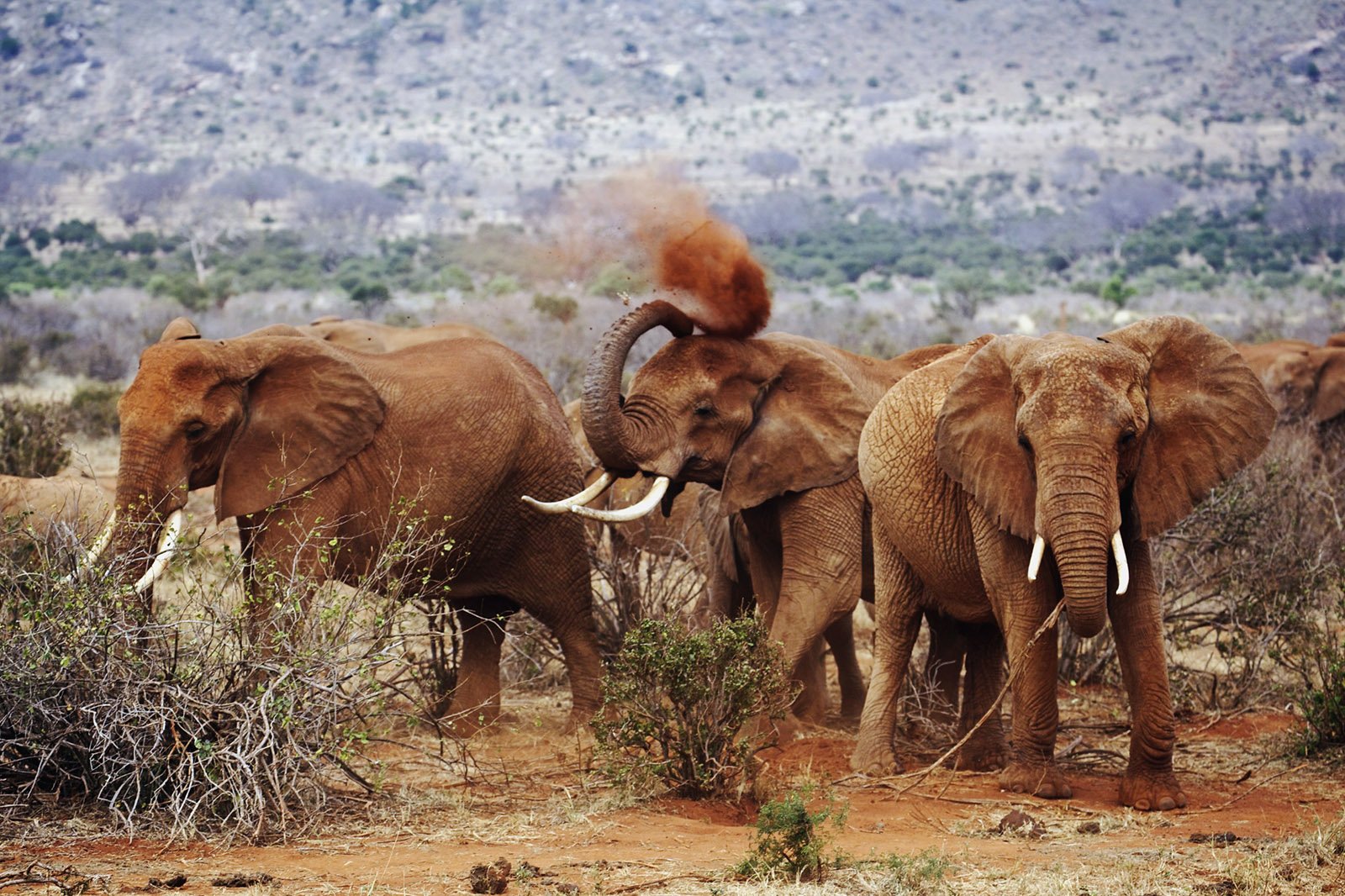 African Elephants in Tsavo West National Park