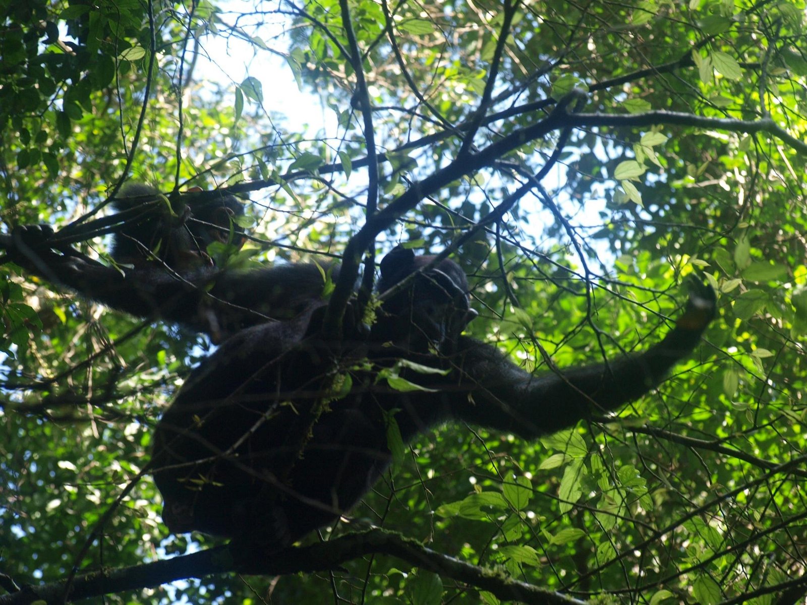 Chimpanzee tracking in Budongo Forest