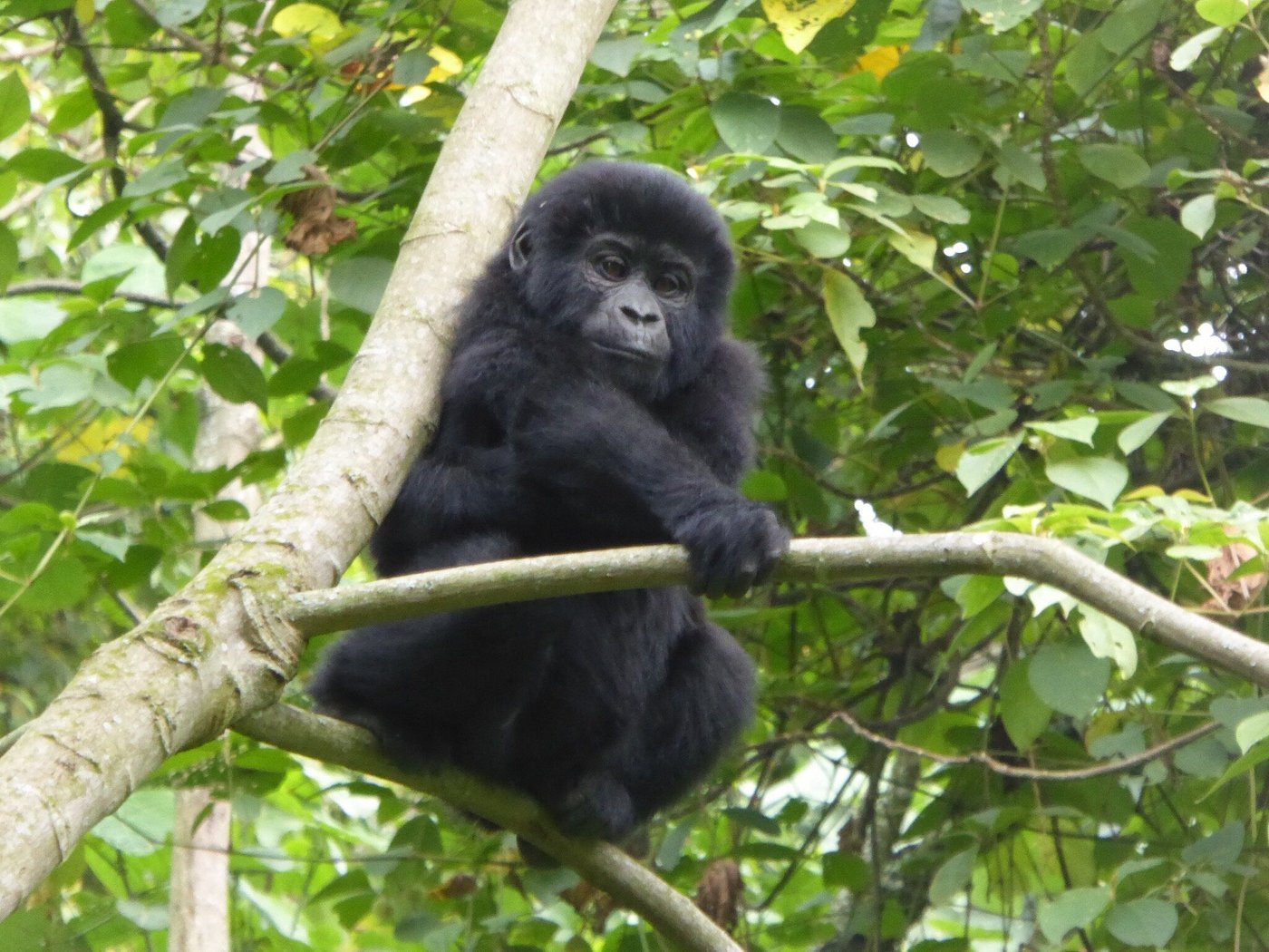 Mountain Gorillas in Bwindi Impenetrable Forest