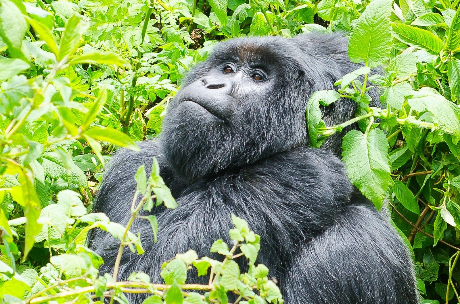 Gorillas in Mgahinga Gorilla National Park