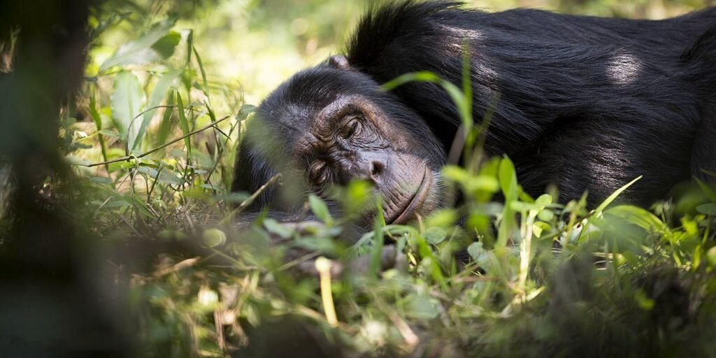 Chimpanzee trekking in Kibale Forest National Park