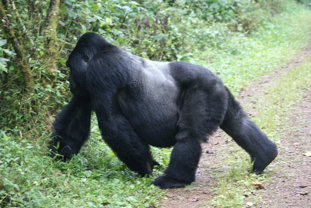 THE PRIMATES SPECIES IN BWINDI NATIONAL PARK