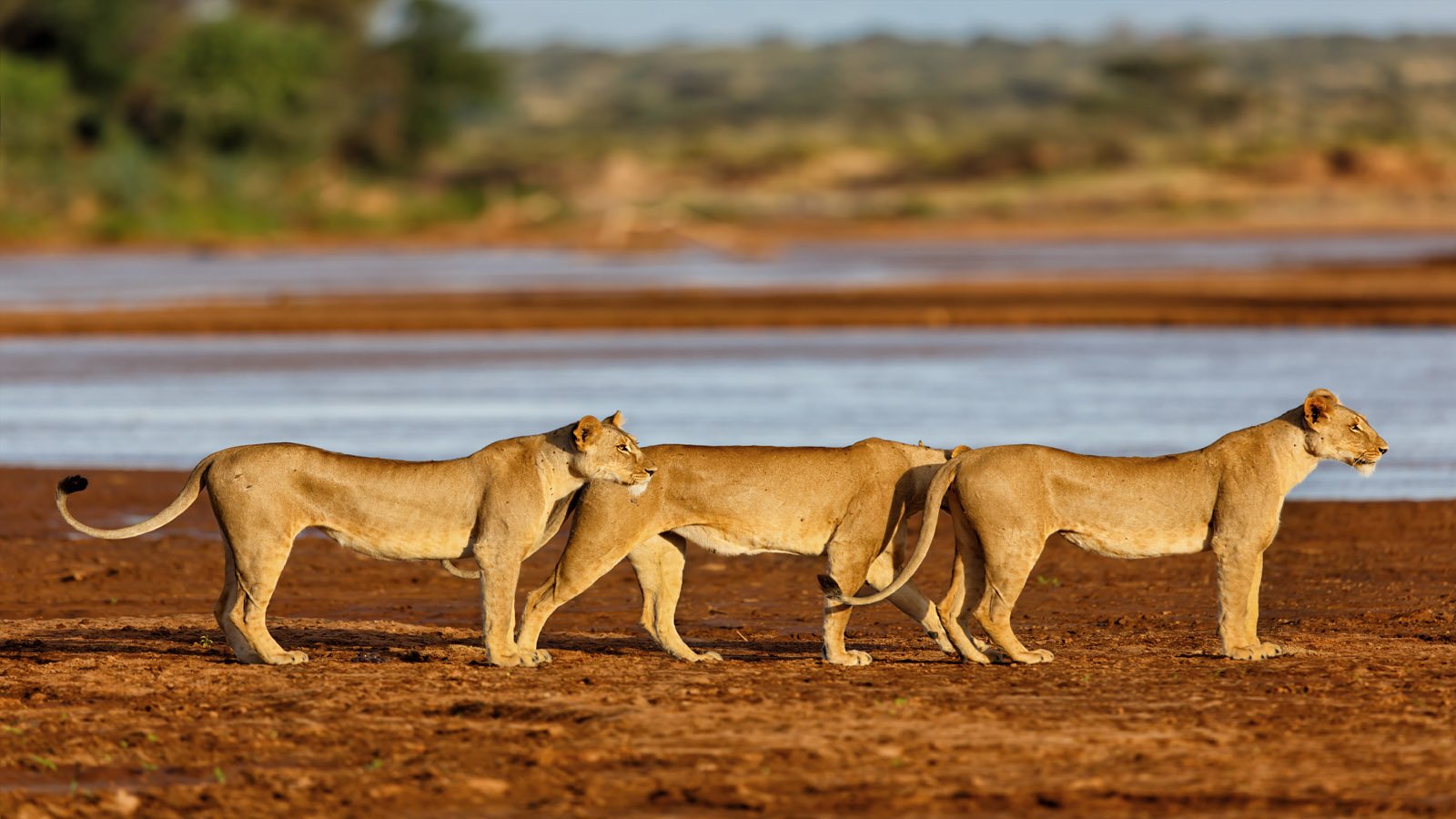  Wildlife Samburu National Game Reserve